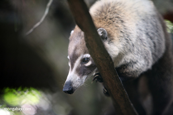 Coatimundi