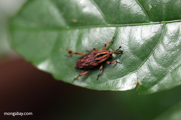 Weevil