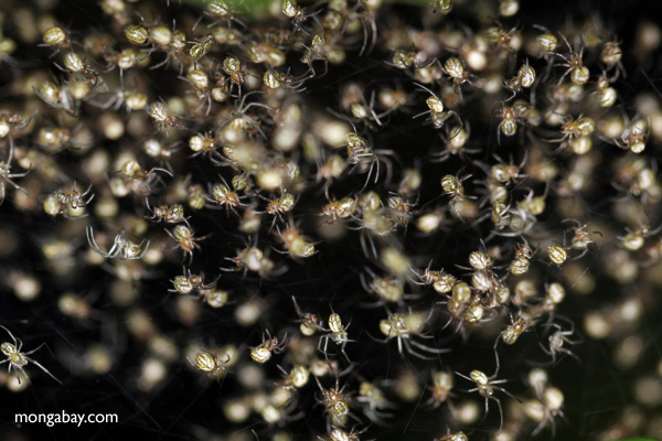 Hundreds of tiny spiders