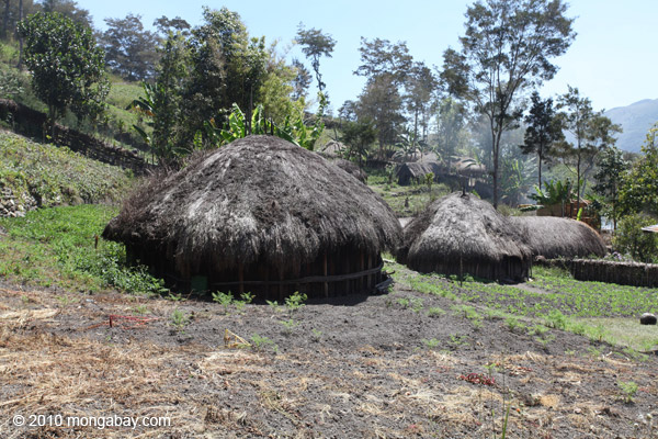 Dani village in the New Guinea highlands