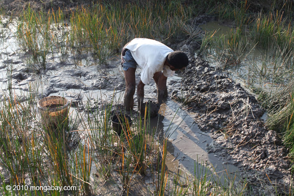 Man working in highland rice fields