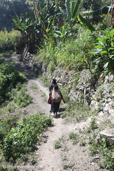 Papuan woman carrying sweet potatoes in the typical fashion: in a bag hanging from the top of her head