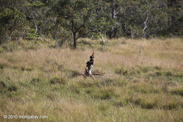 Dani man hunting