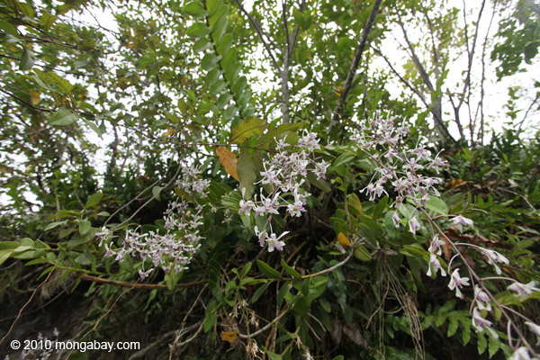 Orchids on Lake Sentani
