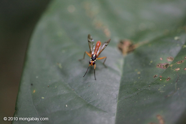Orange wasp
