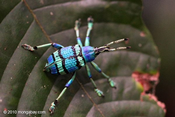 Blue Weevil Beetle