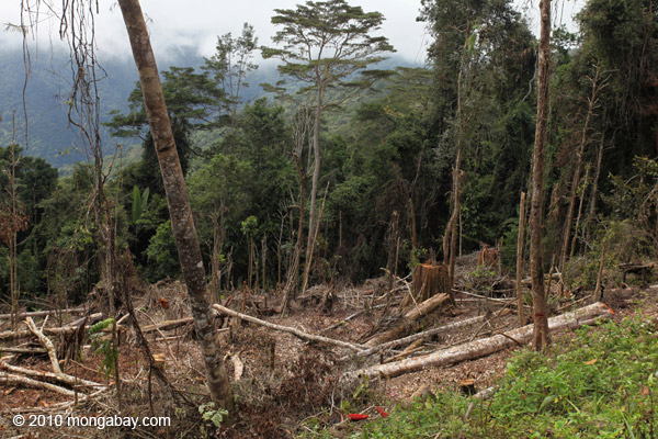 Deforestation in the Arfak mountains