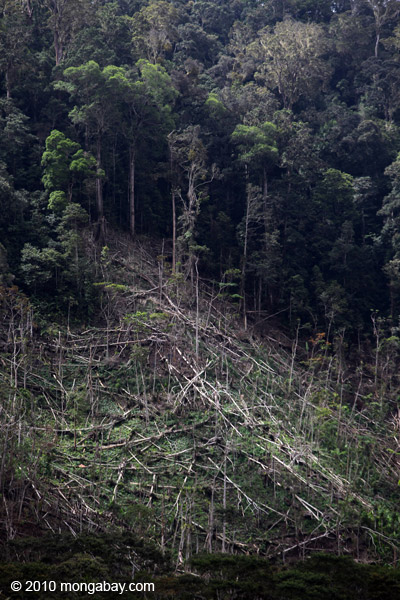 Deforestation in the Arfak mountains