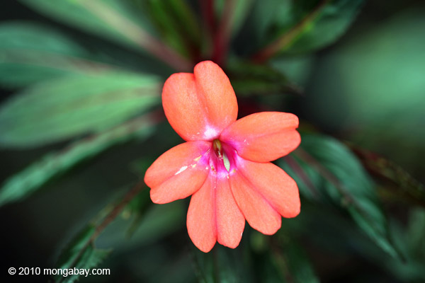 Orange-pink flower