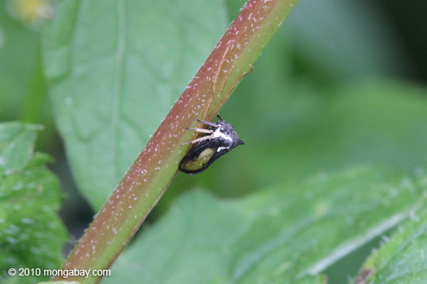 Black and green leafhopper