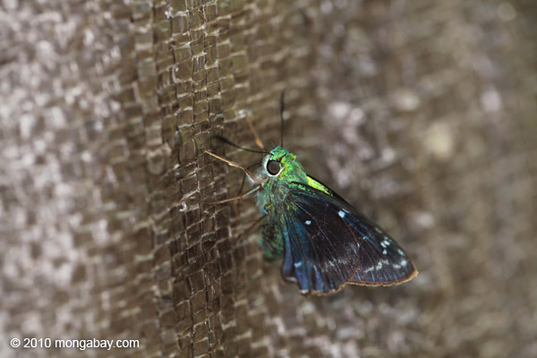 Green+skipper+butterfly