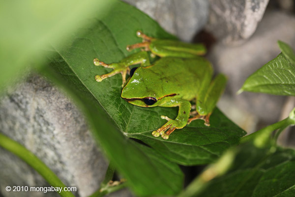 Tree frog in New Guinea (Litoria torrent-breeding hylid)
