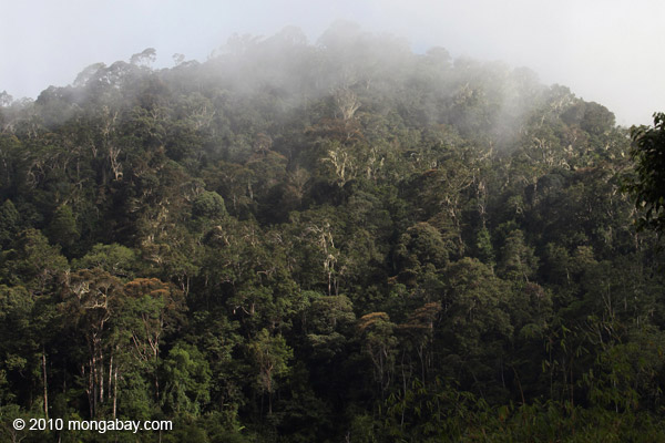 Arfak rainforest