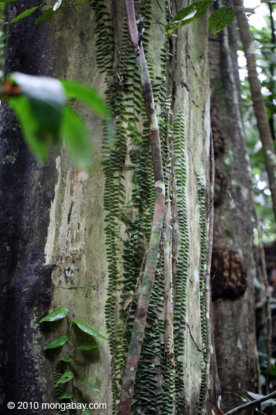 Vines growing up the trunk of a rainforest tree in New Guinea
