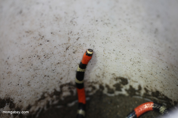 Coral snake