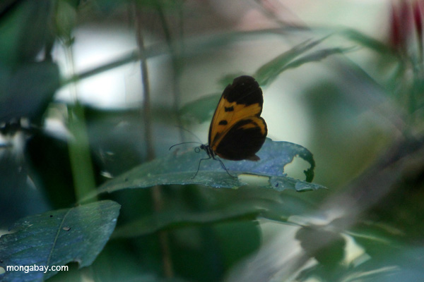 Butterflies feeding on a flower