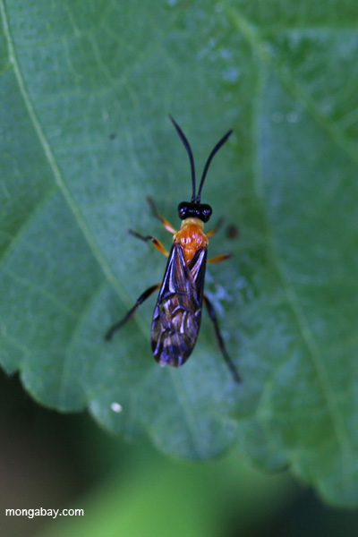 Wasp