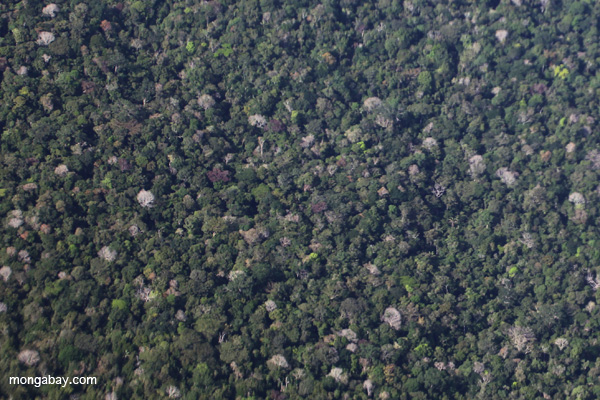 Overhead view of the Amazon rainforest canopy