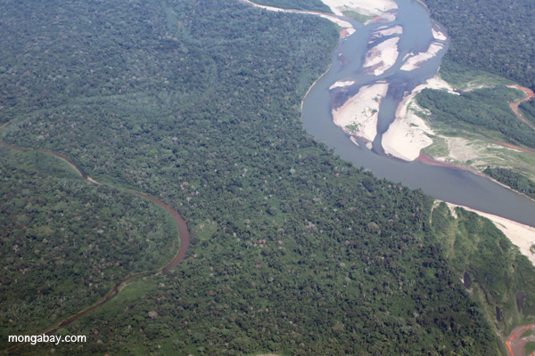 Lowland Amazon forest