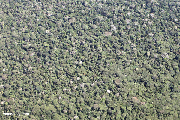 Aerial photo of the broccoli-like structure of the Amazon rainforest canopy