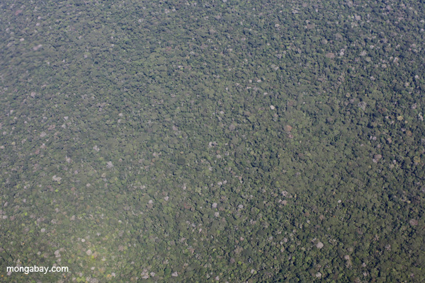 Broccoli-like structure of the Amazon rainforest canopy