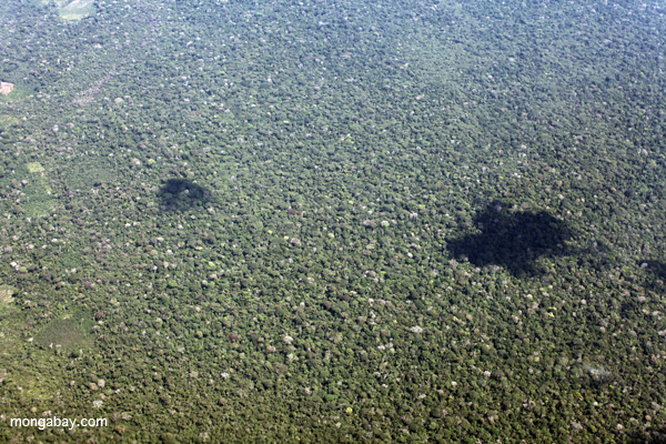 Rainforest canopy in Peru