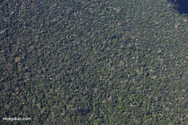 Aerial photo of lowland rainforest in Peru's Amazon