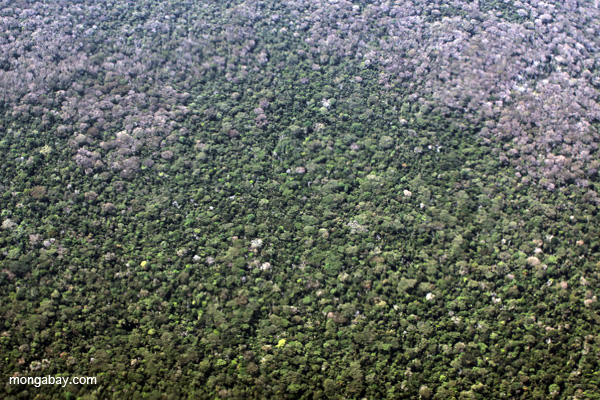 Broccoli forest from above
