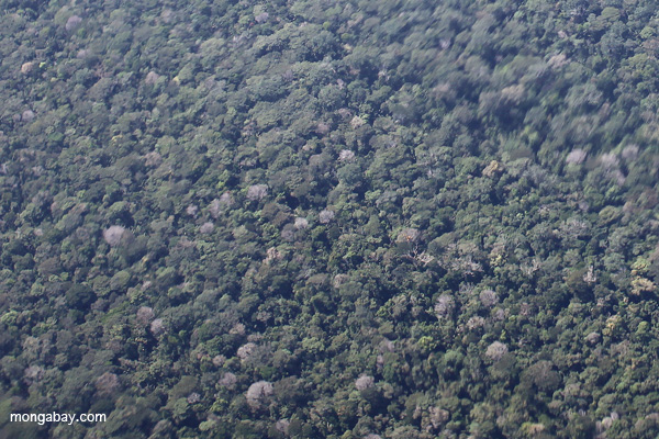 Amazon rainforest as seen from an airplane
