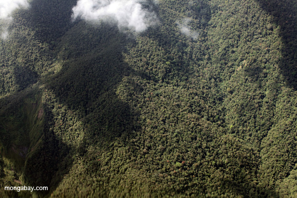Cloud forest in the Amazon basin