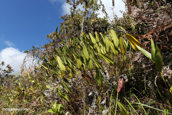 Cloud forest orchids