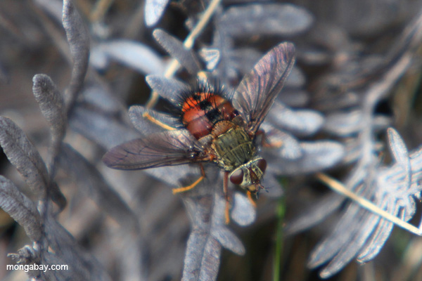 Celadon and red-orange fly