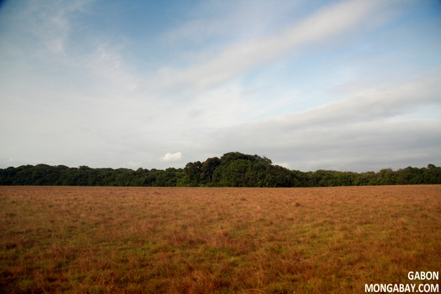 Forest and savanna in Gabon