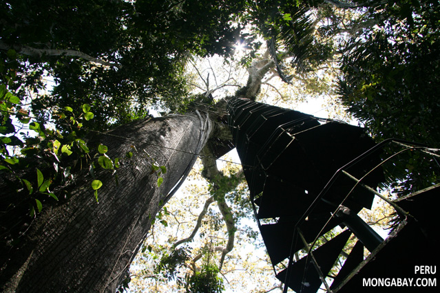 Spiral staircase leading up to a canopy observatory in Peru