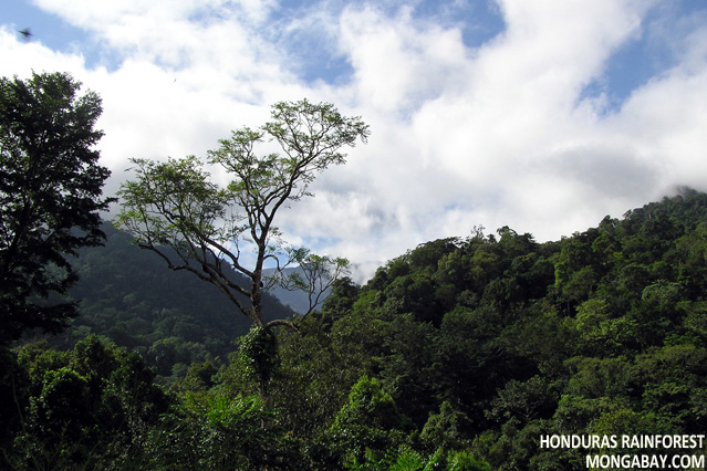 Pico Bonito, Honduras