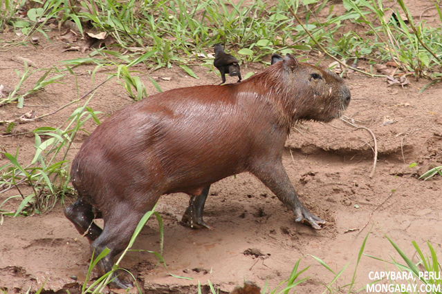 Capybara