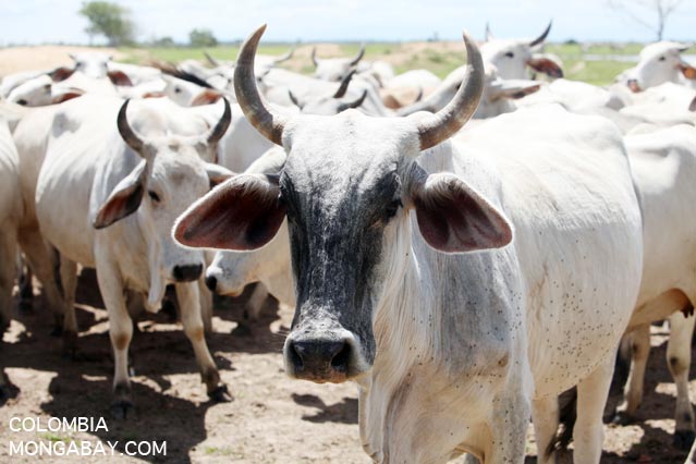 Cattle in eastern Colombia