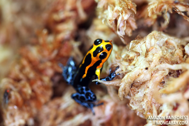 Varadero morph of Ranitomeya imitator 