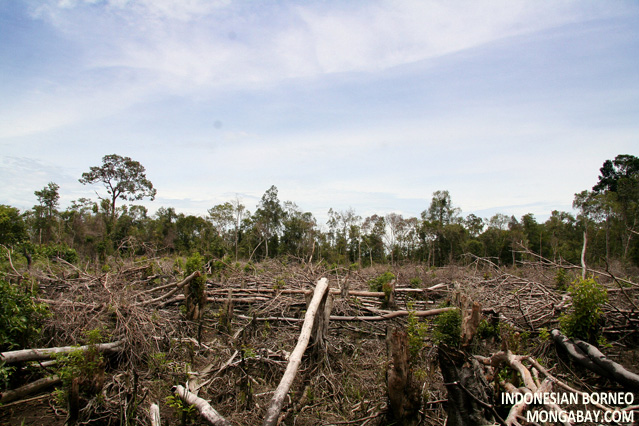 Sumatran orangutan image