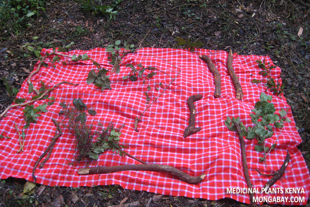 Secondary forest products collected by forest people in the Loita Hills of Kenya