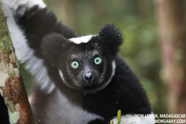 Indri lemur in Madagascar