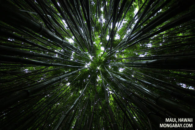 Bamboo forest in Maui