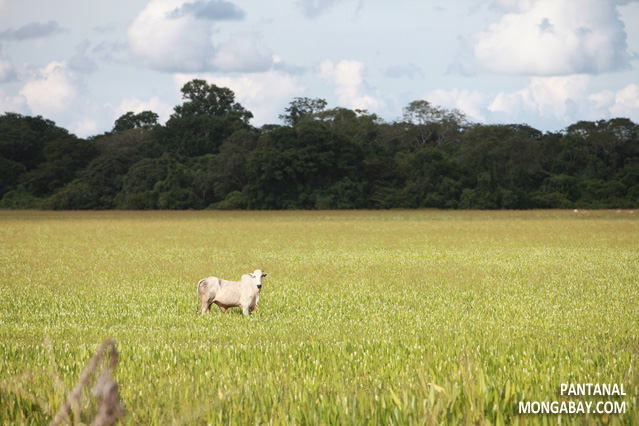 Cow in the Pantanal
