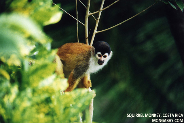Squirrel monkey in Costa Rica