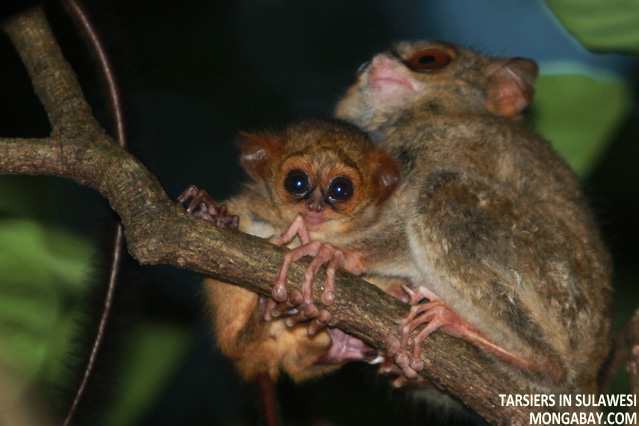 Tarsiers in Sulawesi