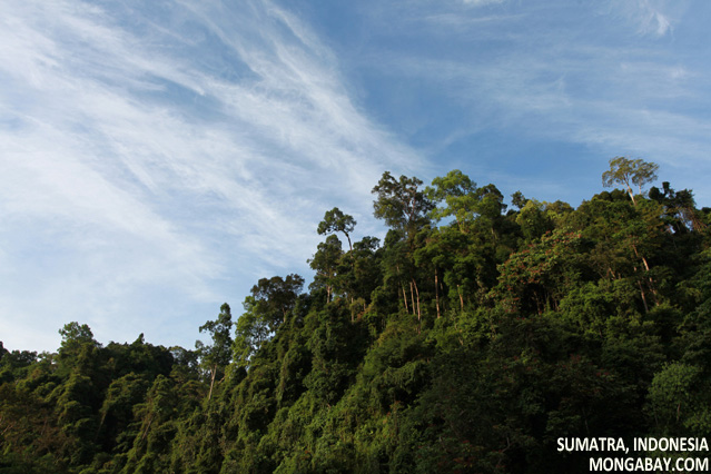 Rainforest in Gunung Leuser National Park, Sumatra, Indonesia
