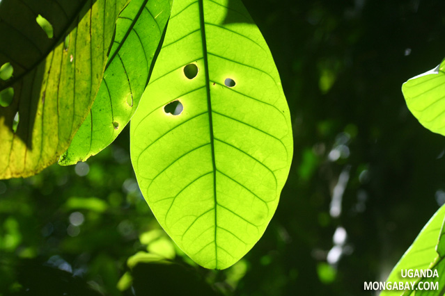 Rainforest in Uganda