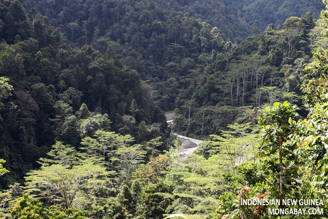 Rainforest in West Papua, Indonesian New Guinea