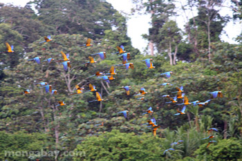 Blue-and-yellow macaws
