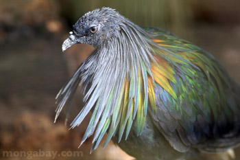 Nicobar Pigeon